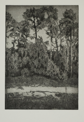 o.T. (Weg mit Kiefern) (Ludwig Julia)