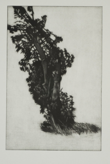 o.T. (Obstbaum bei Göpfersdorf) (Ludwig Julia)