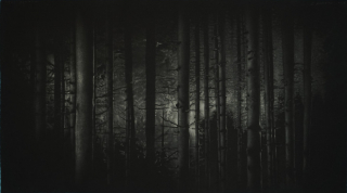 Harzwald II (ORLANDO (Karla Neumeyer))