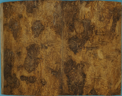 Buchdrucker III (Jacob Rainer)