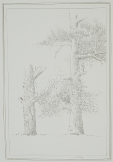 o.T (Baumstudie) (Zettl Baldwin)