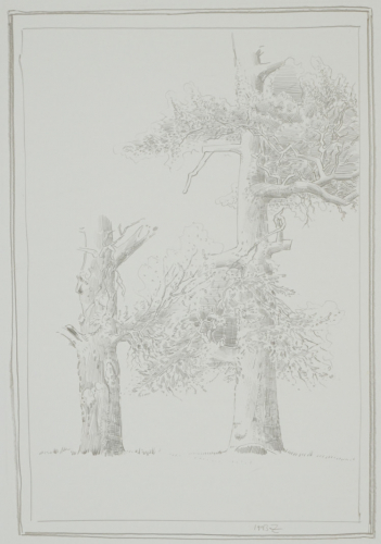 o.T (Baumstudie) (Zettl Baldwin)