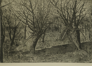 Weiden/Teich (Krug Karl)