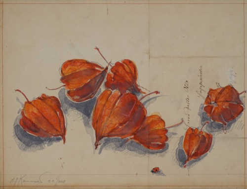 o.T. (Lampionblumen) (Kammerer Anton Paul)