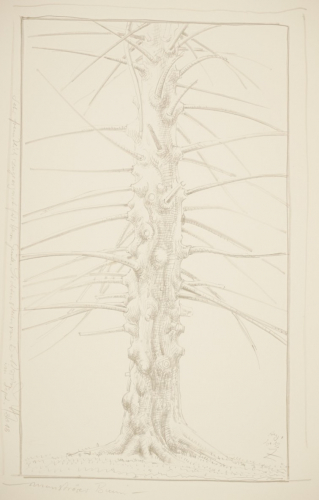 Monströser Baum bei Krummenhennersdorf (Zettl Baldwin)