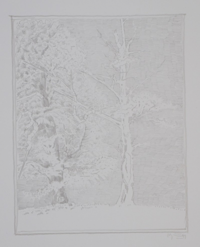 Zwei Bäume im Sommer (Machern Schlosspark) (Zettl Baldwin)